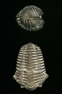 Silurian Prints: Calymene blumenbachii, trilobite