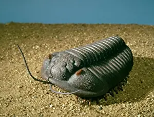 Phanerozoic Prints: Calymene blumenbachii, trilobite model