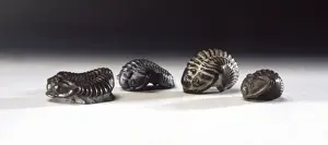 Curled Prints: Calymene blumenbachii, trilobites