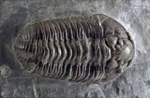 Articulated Collection: Calymene, trilobite
