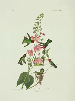 Anas Collection: Calypte anna, Annas hummingbird