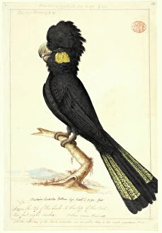 Sauropsid Collection: Calyptorhynchus funereus, yellow-tailed black cockatoo