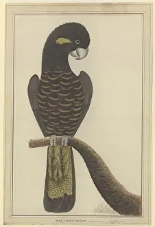 Calyptorhynchus funereus, yellow-tailed black cockatoo