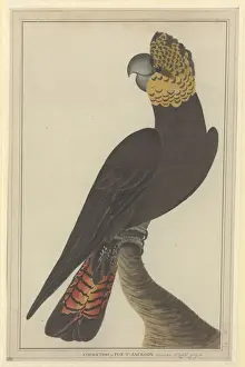 Calyptorhynchus lathami, glossy black cockatoo