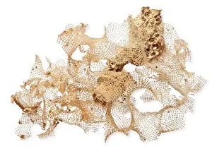 Silica Prints: Calyptrella tenuissima