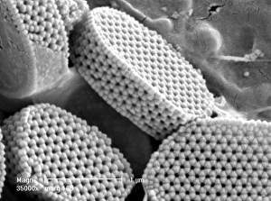 Micro Photography Gallery: Calyptrolithophora papillifera, holococcolith