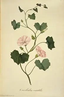 Endeavour Prints: Calystegia tuguriorum, powhiwhi