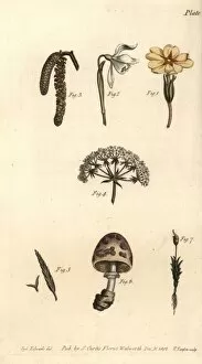 Hazel Collection: Calyx examples: primrose, snowdrop, hazel