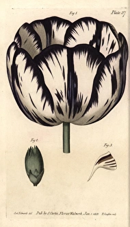 Calyx of the tulip Tulipa and carnation Dianthus Calyx of the tulip Tulipa and carnation Dianthus