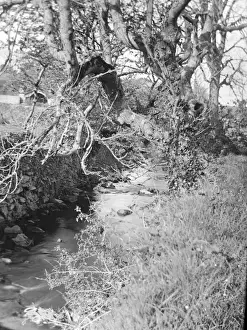 Dyfed Prints: Caman Brook, St Davids, South Wales