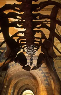Camarasaurus
