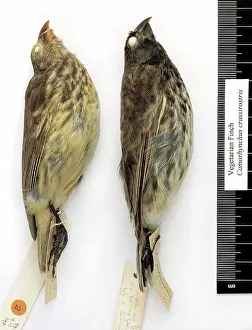 Camarhynchus crassirostris, vegetarian finch