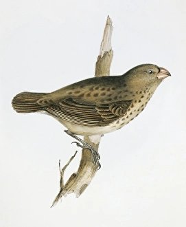 Elizabeth Gould Gallery: Camarhynchus crassirostris, vegetarian finch