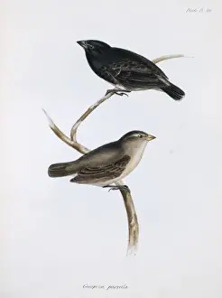 Camarhynchus parvulus, small tree finch