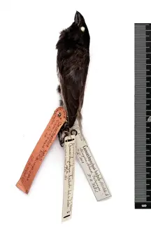 Thraupidae Prints: Camarhynchus psittacula habeli, large tree finch