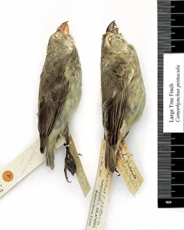 Studioshot Prints: Camarhynchus psittacula, large tree finch