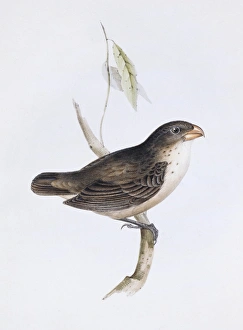 Elizabeth Gould Gallery: Camarhynchus psittacula, large tree finch