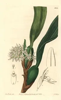 Dense Prints: Camaridium densum orchid