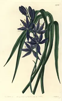 Camash, Camassia quamash