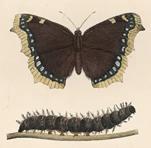 Camberwell Beauty C1860