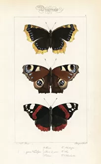 Camberwell beauty, peacock and red admiral butterflies