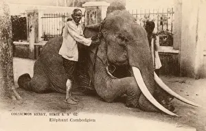 Elephants Prints: Cambodian Elephant