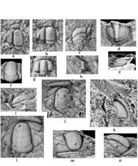 Cambrian trilobites from the Falkland Islands Cambrian trilobites from the Falkland Islands