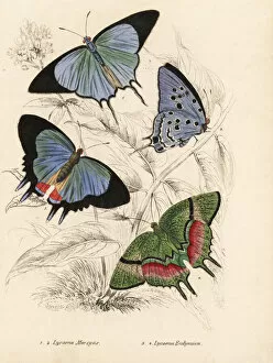 Anatolian Collection: Cambridge blue and odd-spot blue butterflies