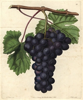 Augusta Gallery: Cambridge Botanic Garden grape, Vitis vinifera