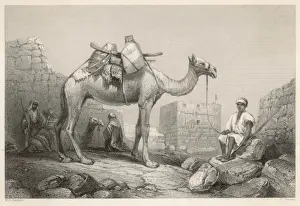 Bartlett Prints: Camel (Bartlett)