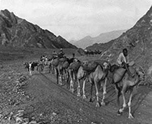 Images Dated 17th August 2011: Camel Caravan