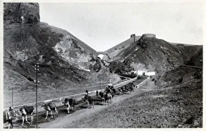 Camel Caravan - Aden, Yemen