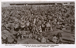 Packs Gallery: Camel Caravan at the Caravaniserai Landikotal - NWFP