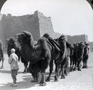 Beijing Prints: Camel caravan, city wallls, Beijing, Peking, China c. 1900