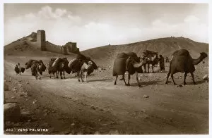 Semitic Gallery: Camel Caravan close to Valley of Tombs, Palmyra, Syria