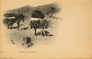 Images Dated 2nd June 2017: Camel caravan and dog in Algeria