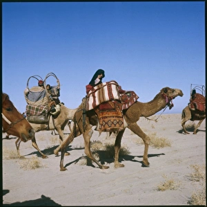 Camel Caravan Iraq 1979