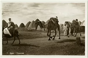 Conical Collection: Camel caravan passing through Kafar Tkerime nr Aleppo, Syria