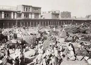 Camel caravan, Peshawar, India, Khyber Province, Pakistan