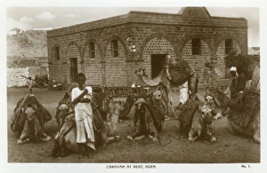 Images Dated 27th October 2016: Camel caravan at rest, Aden