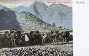 Images Dated 17th August 2016: Camel Caravan (Train) - Tenerife, Spain