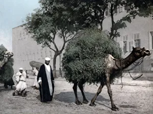 Camel carrying load, Cairo, Japan, c. 1890 s
