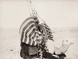 Camel carrying young women, Algeria