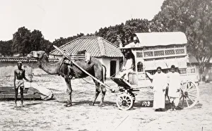 Camel cart or carriage, India