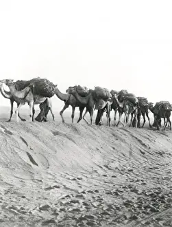 Convoy Prints: Camel convoy at Shellal, Egypt, WW1