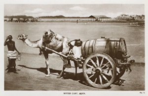 Images Dated 27th October 2016: Camel-drawn water cart, Aden