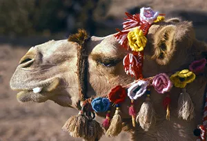 Jordan Gallery: Camel with flowed bridle, Jordan