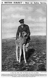 Foal Prints: A camel foal with a British officer, WW1