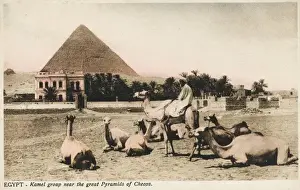 Pharoah Prints: Camel group close to the Pyramid of Khufu, Egypt