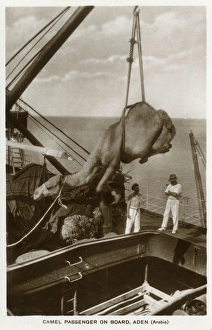 Images Dated 27th October 2016: Camel being hoisted onto a ship, Aden